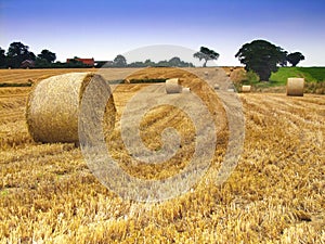 Giant dry grass hays on the field in a rural area