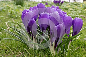 Giant Dutch Crocus vernus Flower Record, dark purple flowers