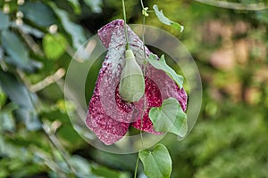 Giant dutchmans pipe, lat aristolochia gigantea