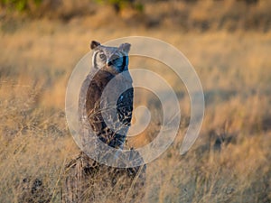 Giant eagle owl in afternoon light, Moremi NP, Botswana