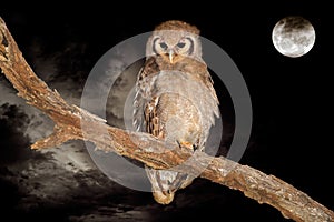 Giant eagle-owl and moon