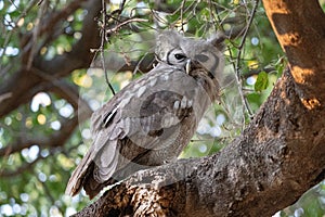 giant eagle owl perched in a tree