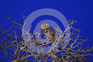 A giant eagle owl