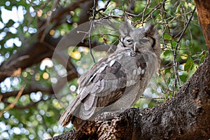 giant eagle owl sitting in a tree
