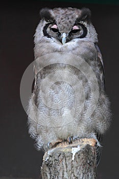Giant eagle owl