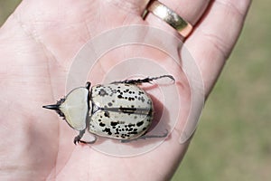 Giant Eastern Hercules Beetle in palm of hand