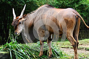 Giant Eland
