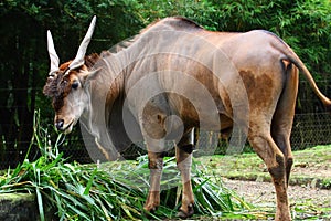 Giant Eland photo