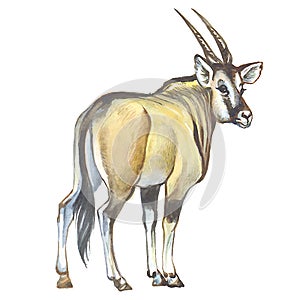 Giant Eland