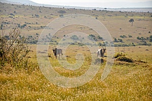 Giant Eland Antelopes in Kenya National Park, Africa