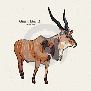 The giant eland Taurotragus derbianus, hand draw sketch vector