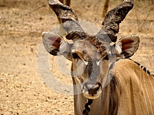 The giant eland Taurotragus derbianus or Lord Derby eland