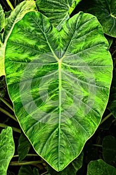 Giant Elephant Ear Taro leaf,Alocasia macrorrhizos photo
