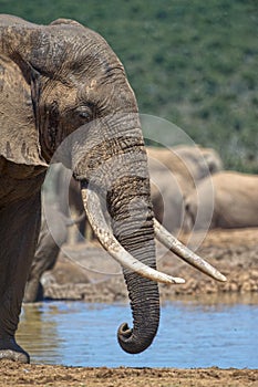 Giant Elephant Portrait