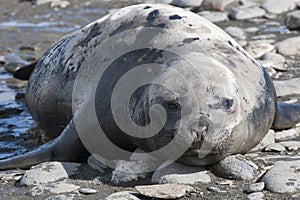 Giant Elephant Seal in Antarctica
