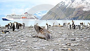 Giant Elephant Seal - Mirounga leonina - on Beach together with king penguins in South Georgia. Cruise Ship on Sea.