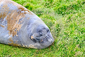 Giant elephant seal - Mirounga leonina - sloughing the skin and  lying in meadow, South Georgia