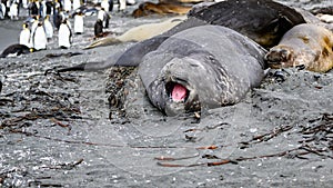 Del sur un elefante focas está descansando sobre el Playa en sur 