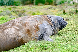 Giant elephant seal skinning - Mirounga leonina - giant elephant seal sloughing the skin and lying in meadow, South Georgia photo