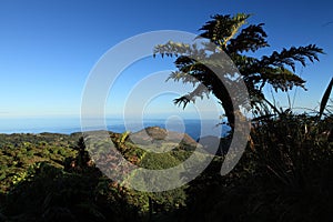 Giant endemic tree fern on remote St Helena Island