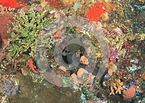 Giant estuarine moray