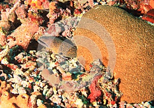 Giant estuarine moray