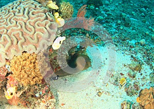 Giant estuarine moray photo