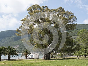 Giant eucalypt front view with mountains at background