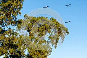 Giant eucalyptus with stork nests, in raposa, almeirim, portugal