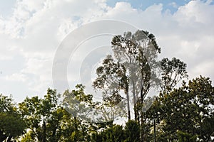Giant eucalyptus tree, illuminated by the evening light