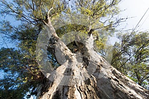 Giant Eucalyptus Tree Trunk