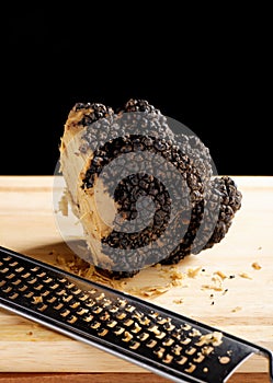 Giant and expensive rare black truffle