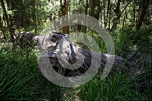 A giant fallen log in the Valley of the Ancients photo