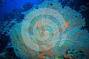 Giant fan (gorgonian) in the current