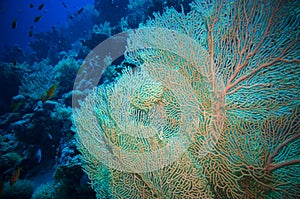 Giant fan (gorgonian) in the current