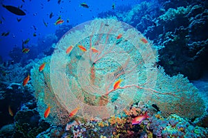 Giant fan (gorgonian) in the current photo