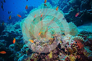 Giant fan (gorgonian) in the current photo