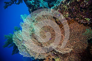 Giant fan (gorgonian) in the current photo