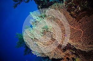 Giant fan (gorgonian) in the current