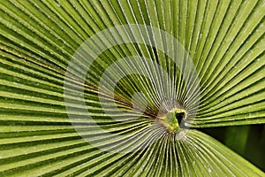 Giant Fan Shaped Leaf photo