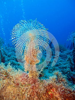 Giant Fan Worm (Sabella spallanzani)