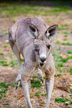 A giant fatal kangaroo is ready to attack people on the grass at Grampians National Park Victoria Australia