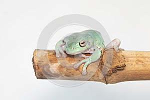 Giant Feae flying tree frog eating a locusts, Rhacophorus feae, isolated on white background