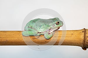 Giant Feae flying tree frog eating a locusts, Rhacophorus feae, isolated on white background