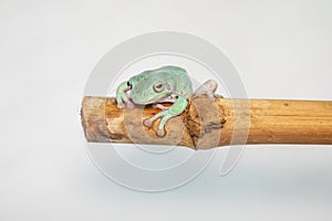 Giant Feae flying tree frog eating a locusts, Rhacophorus feae, isolated on white background