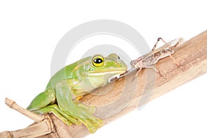 Giant Feae flying tree frog eating a locusts on white