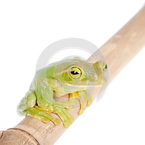 Giant Feae flying tree frog eating a locusts on white