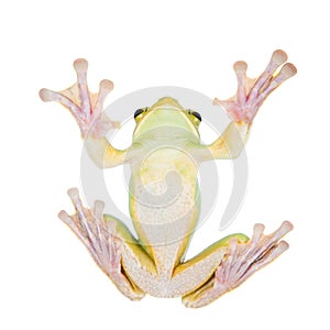 Giant Feae flying tree frog eating a locusts on white photo