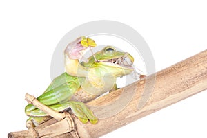 Giant Feae flying tree frog eating a locusts on white photo