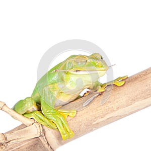 Giant Feae flying tree frog eating a locusts on white photo